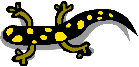 They eat salamanders.  Image from Microsoft clipart.